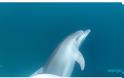 Αμβρακικός κόλπος: Δελφίνια «επισκέπτονται» σκάφος (video)