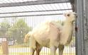 Γυναίκα δάγκωσε καμήλα στα... γεννητικά όργανα για να γλιτώσει