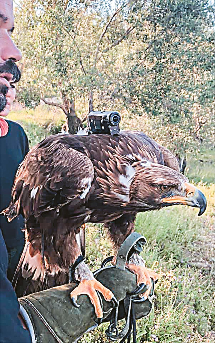 To γεράκι που καταρίπτει drones - Φωτογραφία 3