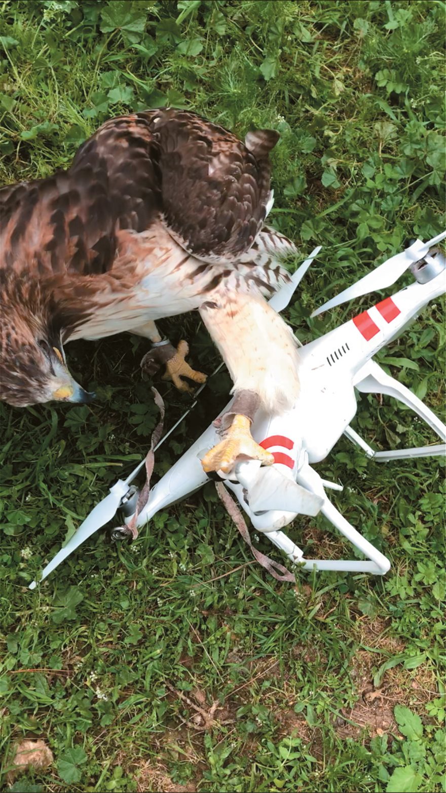 To γεράκι που καταρίπτει drones - Φωτογραφία 5