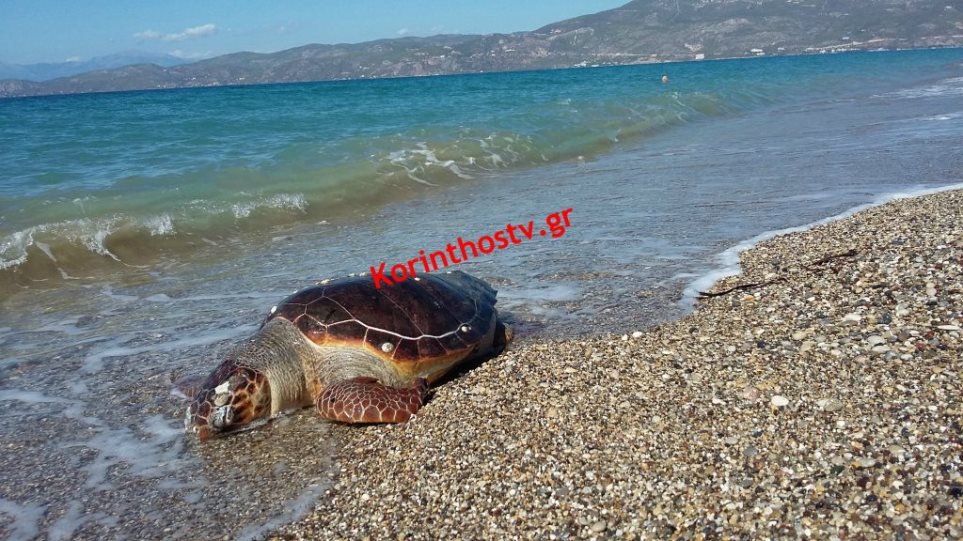 Κόρινθος: Εντοπίστηκαν δυο νεκρές χελώνες καρέτα - καρέτα την ίδια μέρα - Φωτογραφία 1