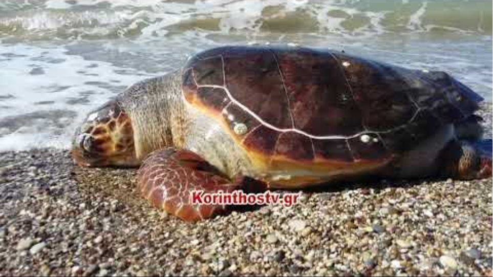 Κόρινθος: Εντοπίστηκαν δυο νεκρές χελώνες καρέτα - καρέτα την ίδια μέρα - Φωτογραφία 2