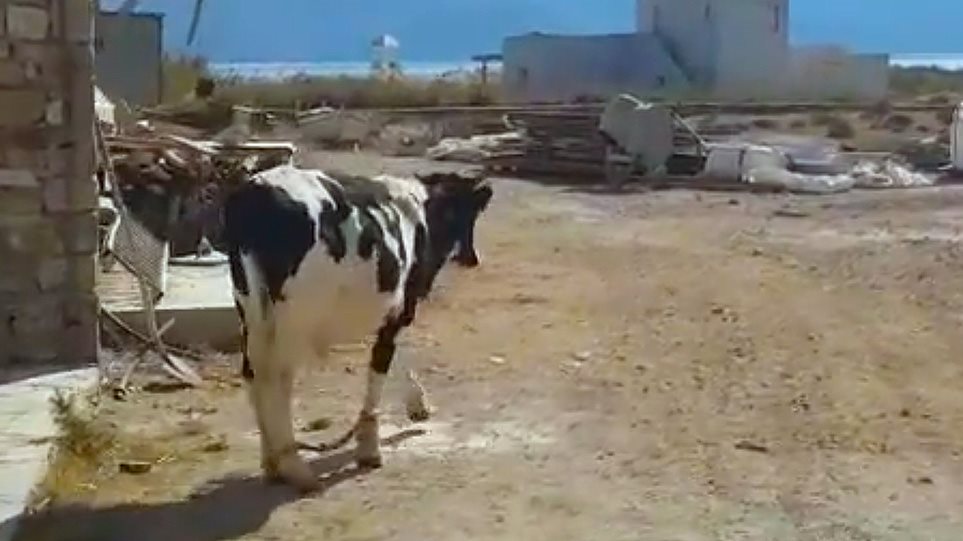 Δένουν τις αγελάδες στα πόδια για να μην ενοχλούν τους τουρίστες - Φωτογραφία 1
