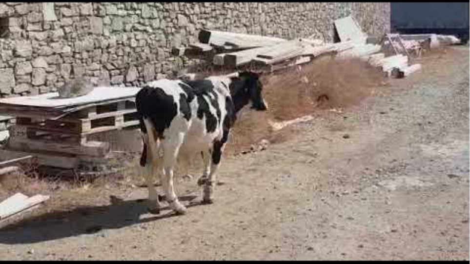 Δένουν τις αγελάδες στα πόδια για να μην ενοχλούν τους τουρίστες - Φωτογραφία 2