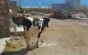 Δένουν τις αγελάδες στα πόδια για να μην ενοχλούν τους τουρίστες