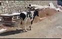 Δένουν τις αγελάδες στα πόδια για να μην ενοχλούν τους τουρίστες - Φωτογραφία 2
