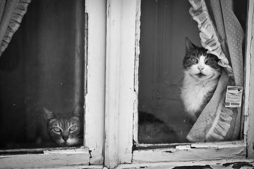 Μελαγχολικές γάτες που περιμένουν καρτερικά τα αφεντικά τους να γυρίσουν - Φωτογραφία 12