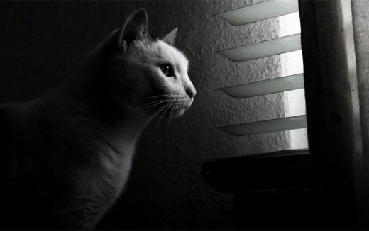 Μελαγχολικές γάτες που περιμένουν καρτερικά τα αφεντικά τους να γυρίσουν - Φωτογραφία 13