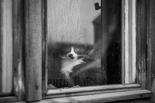 Μελαγχολικές γάτες που περιμένουν καρτερικά τα αφεντικά τους να γυρίσουν - Φωτογραφία 3
