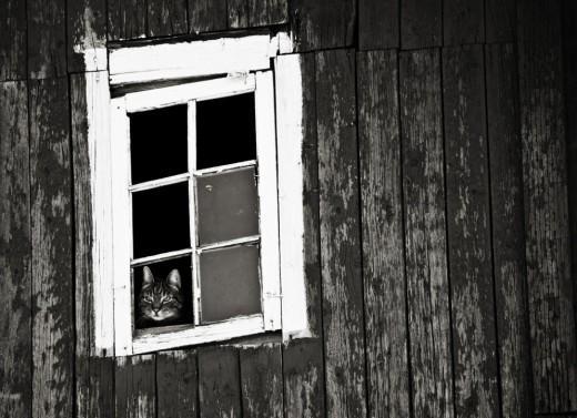 Μελαγχολικές γάτες που περιμένουν καρτερικά τα αφεντικά τους να γυρίσουν - Φωτογραφία 8