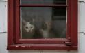 Μελαγχολικές γάτες που περιμένουν καρτερικά τα αφεντικά τους να γυρίσουν - Φωτογραφία 5