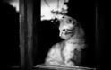 Μελαγχολικές γάτες που περιμένουν καρτερικά τα αφεντικά τους να γυρίσουν - Φωτογραφία 9