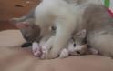 Μια γάτα με τα μικρά της υπεύθυνη για τους ψύλλους στο Αριστοτέλειο