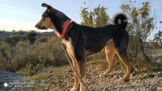 Βρέθηκε ο σκύλος που είχε χαθεί στα ΠΑΛΙΑΜΠΕΛΑ Βόνιτσας - Φωτογραφία 1