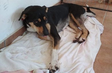 Βρέθηκε ο σκύλος που είχε χαθεί στα ΠΑΛΙΑΜΠΕΛΑ Βόνιτσας - Φωτογραφία 2