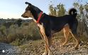 Βρέθηκε ο σκύλος που είχε χαθεί στα ΠΑΛΙΑΜΠΕΛΑ Βόνιτσας