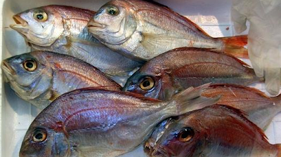 Έρευνα που σοκάρει: Όλη η αλήθεια για τα ψάρια που τρώμε - Από τη φορμόλη στα... ψυχοφάρμακα - Φωτογραφία 1