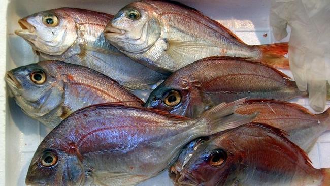 Έρευνα που σοκάρει: Όλη η αλήθεια για τα ψάρια που τρώμε - Από τη φορμόλη στα... ψυχοφάρμακα - Φωτογραφία 2