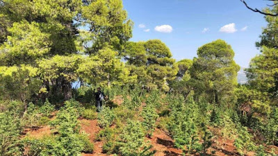 Φυτεία με πάνω από 1.000 χασισόδεντρα στην Πρώτη Σερρών - Φωτογραφία 1