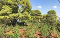 Φυτεία με πάνω από 1.000 χασισόδεντρα στην Πρώτη Σερρών