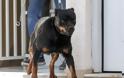 Θεσσαλονίκη: Πρόστιμο 300 ευρώ σε όσους βγάζουν βόλτα τον σκύλο χωρίς λουρί..