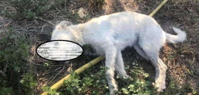 Δυτική Ελλάδα: Σύλλογος επικήρυξε με 1500 ευρώ τους δράστες που δηλητηρίασαν τρία σκυλιά - Φωτογραφία 1