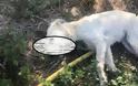 Δυτική Ελλάδα: Σύλλογος επικήρυξε με 1500 ευρώ τους δράστες που δηλητηρίασαν τρία σκυλιά