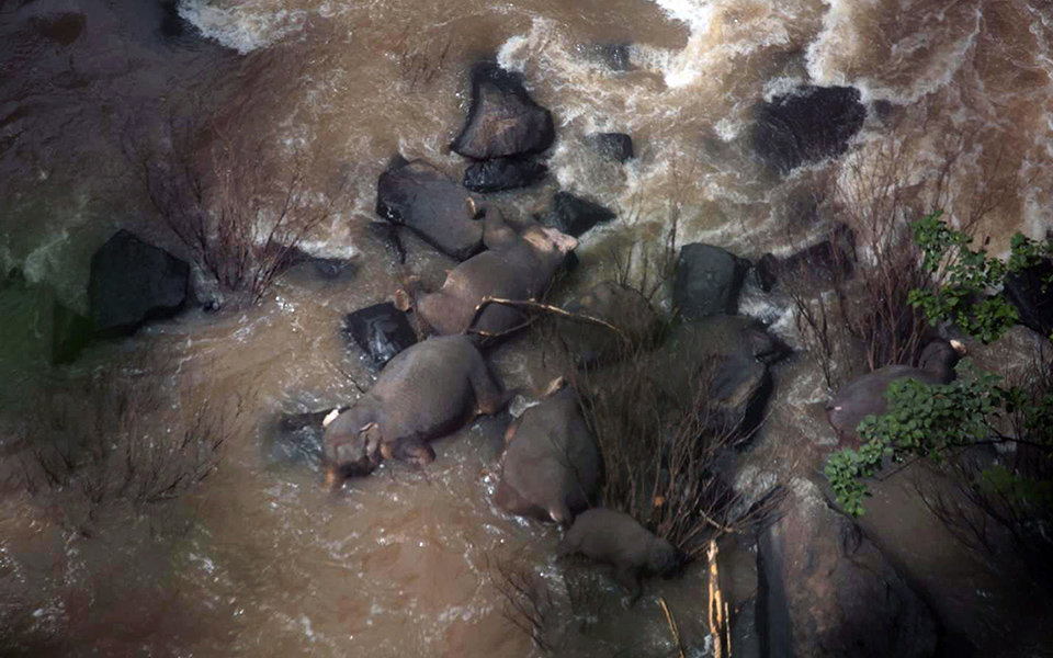 Ταϊλάνδη:Έξι ελέφαντες σκοτώθηκαν προσπαθώντας να σώσουν ο ένας τον άλλον (pics) - Φωτογραφία 2