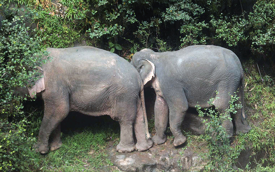 Ταϊλάνδη:Έξι ελέφαντες σκοτώθηκαν προσπαθώντας να σώσουν ο ένας τον άλλον (pics) - Φωτογραφία 3
