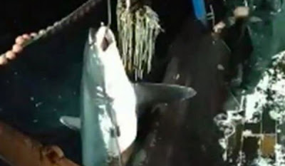 Καβάλα: Ψαράδες έπιασαν καρχαρία 200 κιλών! (video) - Φωτογραφία 1