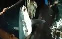 Καβάλα: Ψαράδες έπιασαν καρχαρία 200 κιλών! (video)