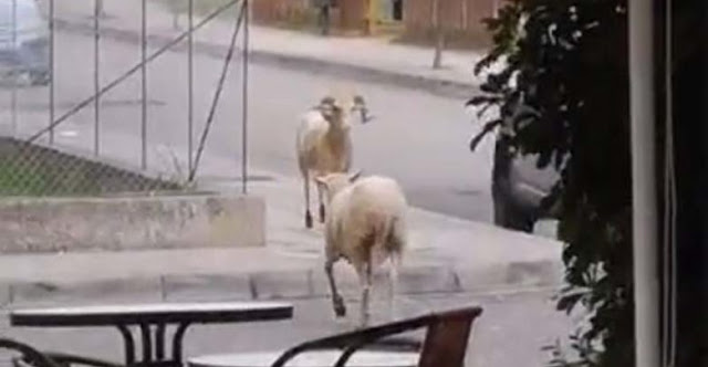 ΑΓΡΙΝΙΟ: Ποια πρόβατα; Εδώ κριάρια μονομαχούν σε κεντρικό δρόμο! (video) - Φωτογραφία 1