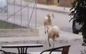 ΑΓΡΙΝΙΟ: Ποια πρόβατα; Εδώ κριάρια μονομαχούν σε κεντρικό δρόμο! (video)