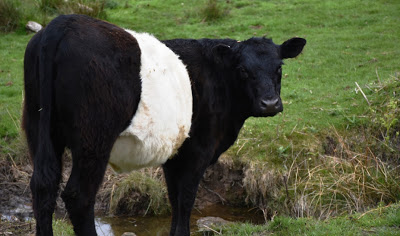 Έρευνα: Αγελάδες μεταμφιεσμένες σε... ζέβρες αποφεύγουν τα τσιμπήματα των μυγών - Φωτογραφία 1