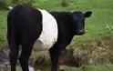 Έρευνα: Αγελάδες μεταμφιεσμένες σε... ζέβρες αποφεύγουν τα τσιμπήματα των μυγών