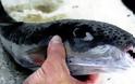 «Εισβολή» ξενικών ψαριών στις θάλασσες μας