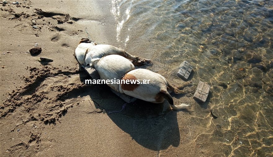 Έδεσε πέτρες σε σκύλο και τον έπνιξε στη θάλασσα - Φωτογραφία 3
