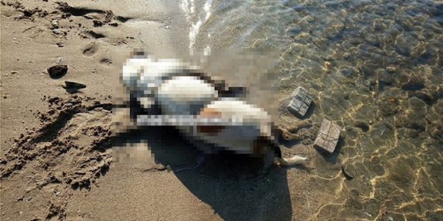 Φρίκη στον Βόλο: Εδεσε πέτρες σε σκύλο και τον πέταξε στη θάλασσα - Φωτογραφία 1