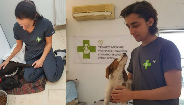 Άξιοι “Κτηνίατροι Σε Δράση”: Στείρωσαν Και Τσίπαραν 128 Αδέσποτους Σκύλους Στις Σέρρες - Φωτογραφία 1