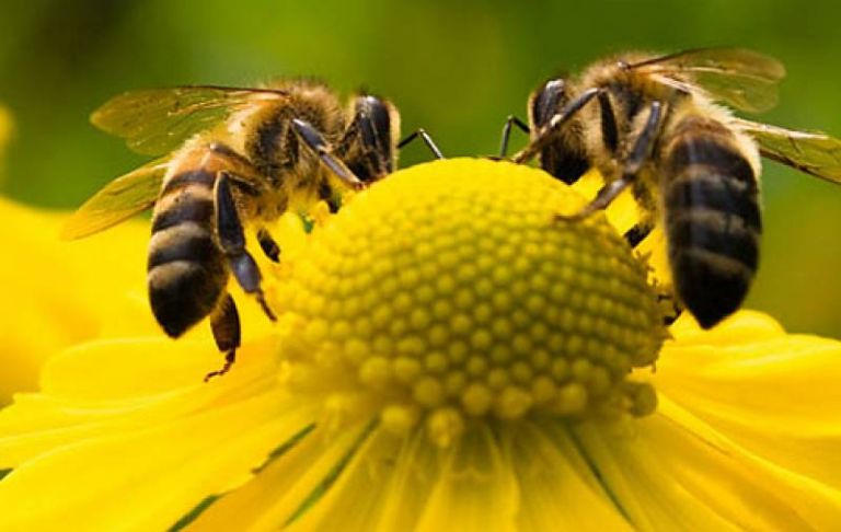Οι μέλισσες ανακηρύχθηκαν τα πιο σημαντικά έμβια όντα στη γη - Φωτογραφία 1