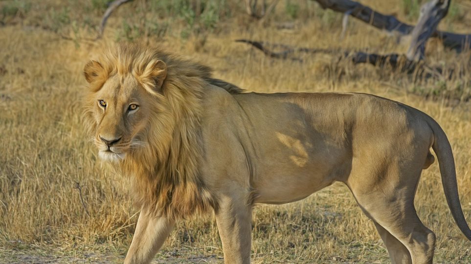 Επιστάτης αμόλησε το λιοντάρι του σε ηλεκτρολόγο - Φωτογραφία 1