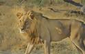 Επιστάτης αμόλησε το λιοντάρι του σε ηλεκτρολόγο