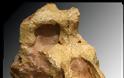 Ο ΟΥΡΑΝΟΠΙΘΗΚΟΣ ο ΜΑΚΕΔΟΝΙΚΟΣ - Το ΑΡΧΑΙΟΤΕΡΟ έως τώρα ΑΝΘΡΩΠΟΕΙΔΕΣ στον κόσμο, έζησε πριν 11.000.000 χρόνια στην Μακεδονία - Φωτογραφία 2