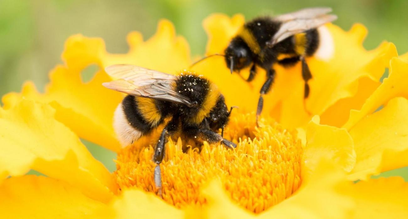 Οι μέλισσες, το πιο σημαντικό έμβιο όν στον πλανήτη, απειλούνται με αφανισμό - Φωτογραφία 1