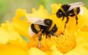 Οι μέλισσες, το πιο σημαντικό έμβιο όν στον πλανήτη, απειλούνται με αφανισμό