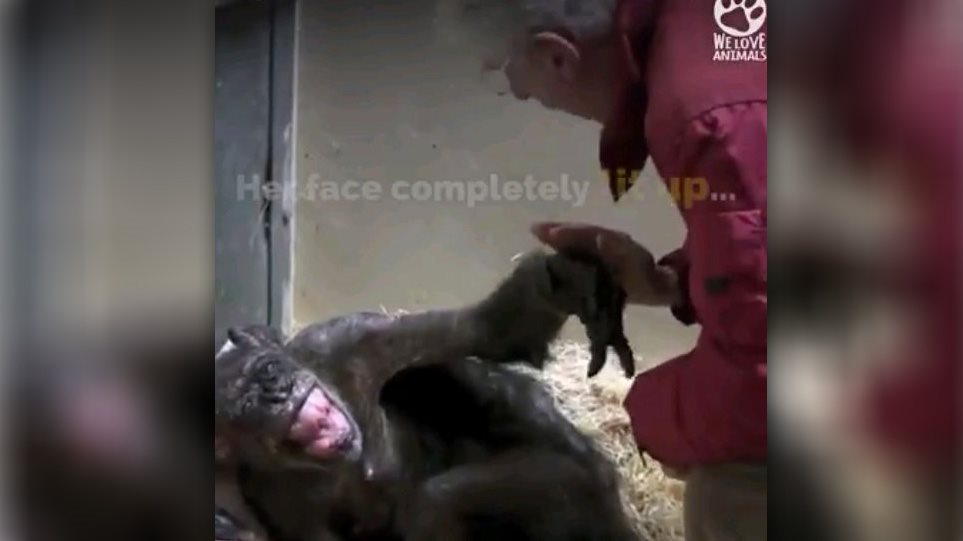 Ετοιμοθάνατος χιμπαντζής «ζωντανεύει» όταν συναντά φίλο του μετά από χρόνια - Φωτογραφία 1