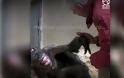 Ετοιμοθάνατος χιμπαντζής «ζωντανεύει» όταν συναντά φίλο του μετά από χρόνια