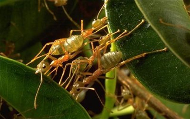 Τα μυρμήγκια προστατεύουν τα φυτά από ασθένειες: Ανοίγει ο δρόμος για βιολογικά φυτοφάρμακα - Φωτογραφία 1