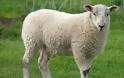 Κάρπαθος: Έσφαξε το πρόβατο γείτονα επειδή μπήκε στο κτήμα του!
