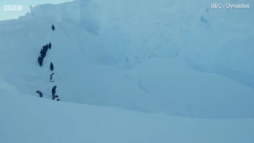 Συγκλονίζει ο κάμεραμαν του BBC που «έσπασε» τους τηλεοπτικούς κανόνες και έσωσε τους πιγκουίνους στην Ανταρκτική - Φωτογραφία 1